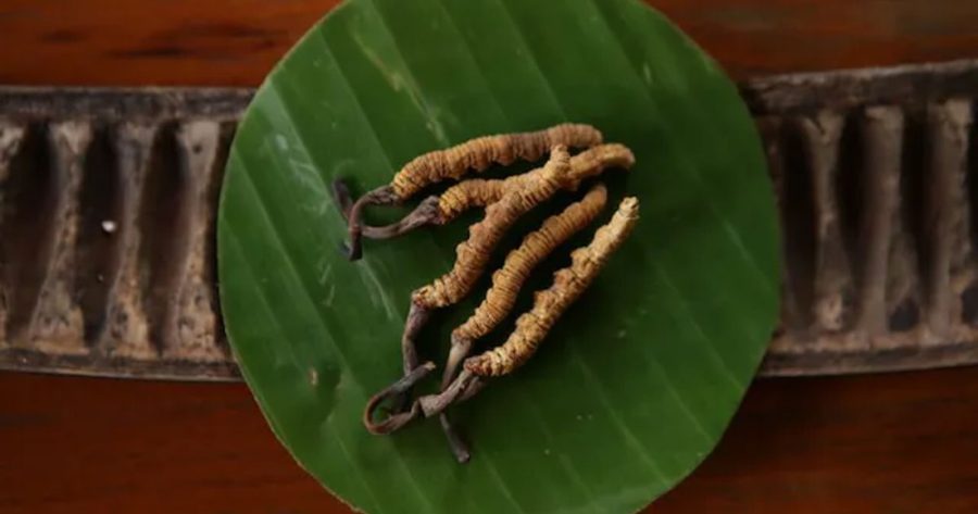 Cordyceps Benefits